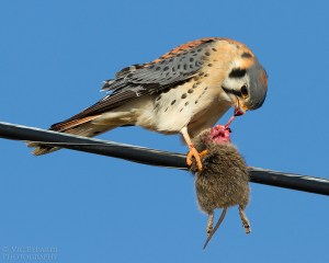 American Kestrel