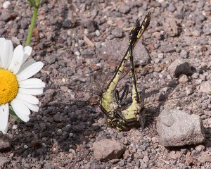 Black-shouldered Spinylegs