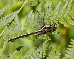 Black-shouldered Spinylegs