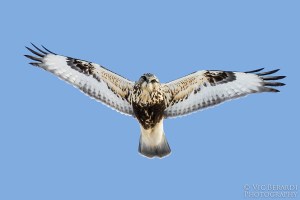 Rough-legged Hawk