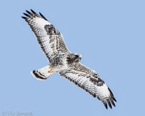Rough-legged Hawk