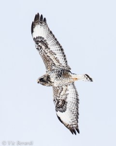 Rough-legged Hawk