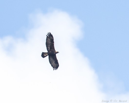 GE adult BL3A4118_edited-2