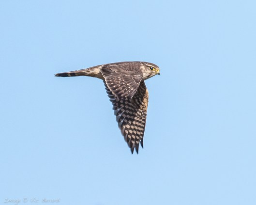 ML BL3A3977_edited-2-2